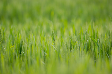 wheat field