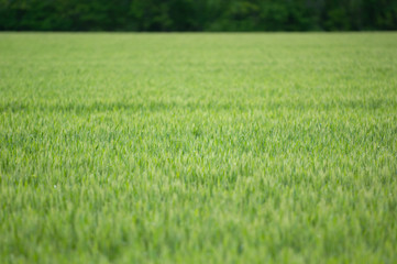 Obraz na płótnie Canvas wheat field