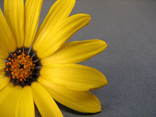 yellow flower