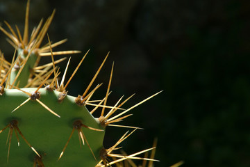 cacti details