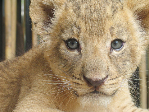 young lions