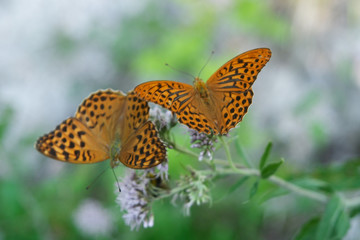 Obraz premium butterfly on a wild flower