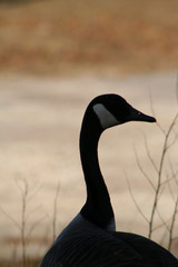 canadian goose 5