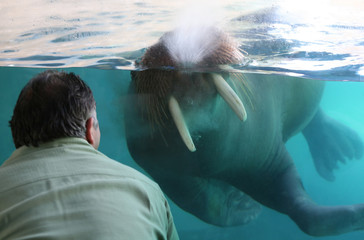 Fototapeta premium walrus (focus on walrus)