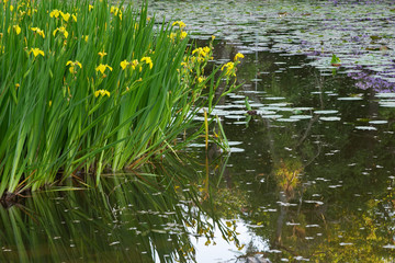 yellow irises