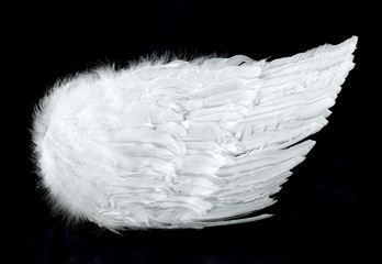 angel wings side view isolated on black