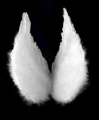 angel wings isolated on black top view - 772776