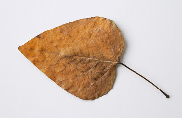 yellow dry leaf