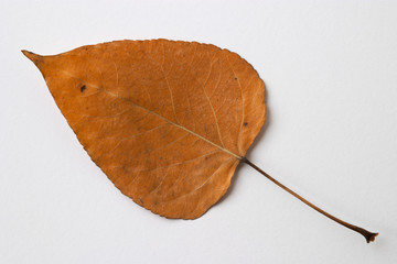 autumn yellow dry leaf