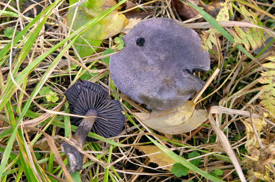mushroom cortinarius violaceus subesp. harcynicus