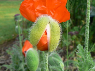 Naklejka premium poppy