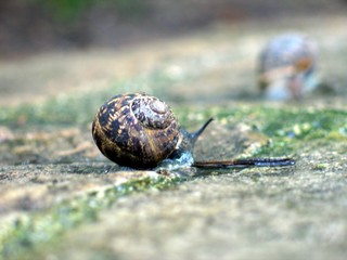 escargots