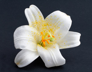 macro shot white flower