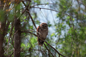 barred owl