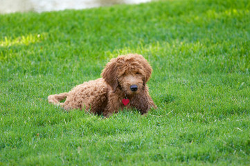 golden doodle