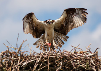 osprey