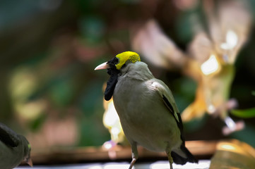 bird