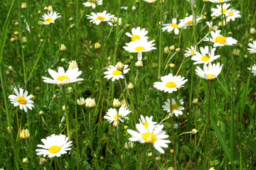 Fototapeta premium blumenwiese