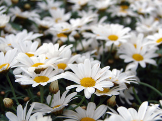 Fototapeta premium daisies