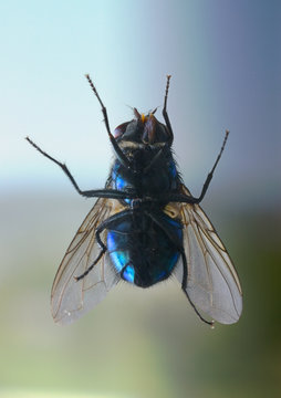 mouche