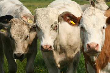 Fototapeta na wymiar Trzy siostry bydła