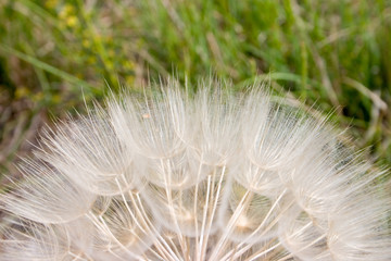 Obraz premium dandelion hair