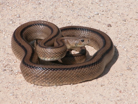 serpiente comun