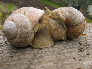 snails