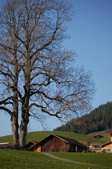 Fototapeta premium baum
