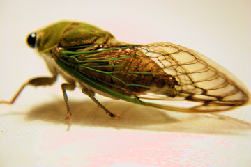 wings