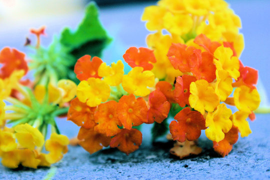 flowers