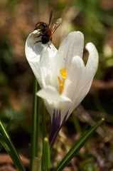 white crocus flower and bee