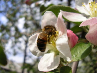bee on apple bloom