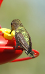 hummingbird