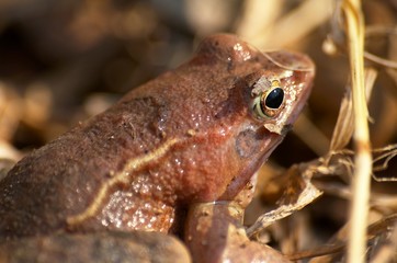 frog
