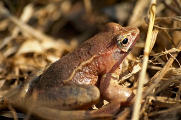 frog