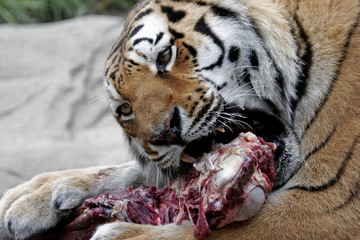 guten appetit
