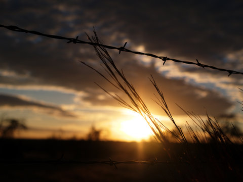 barbed sunset 2