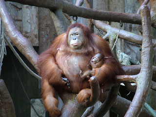 orang-utan © Rainer Ksobiak