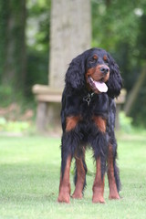 gordon setter in garden