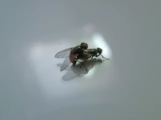 sexy fliegen © Rainer Ksobiak