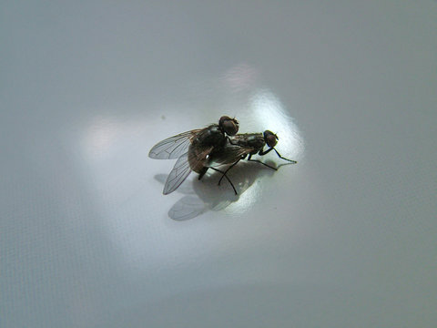 sexy fliegen