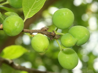 fruits, des prunes