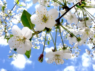 Fototapete Rund Frühlingsblumen © margelatu florina
