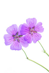 geranium