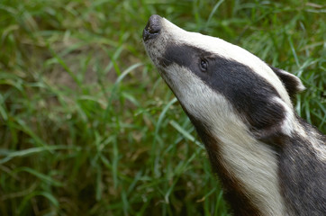 badger