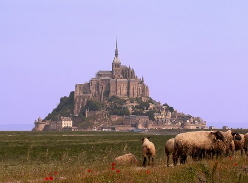 Mont St Michel France Sheep