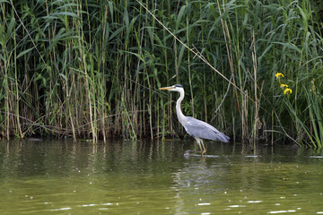 heron