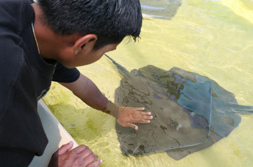 stingray (focus on stingray)