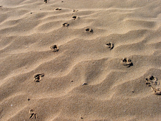 Fototapeta na wymiar spuren im sand